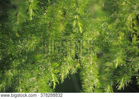 Green Branches Of Larch