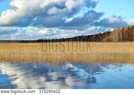 Autumn, Lake, Coast, Cane In The Russia