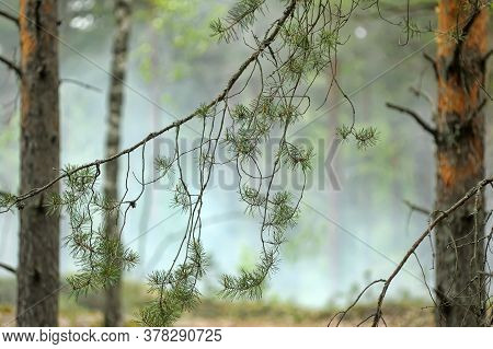 Smoke And Fire In The Wood In Sunner