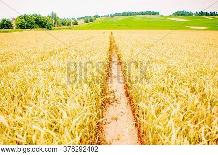 Wheat Field In Belarus, Summer Background, Nature