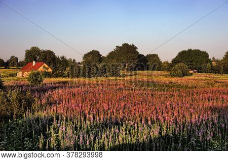 Field With Flowering Onagraceae, Beautiful Landscape Photo