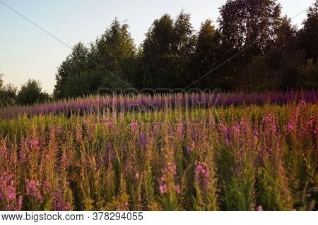 Field With Flowering Onagraceae, Beautiful Landscape Photo