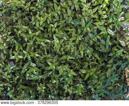 Tradescantia Fluminensis Leaves Top View. Close Up