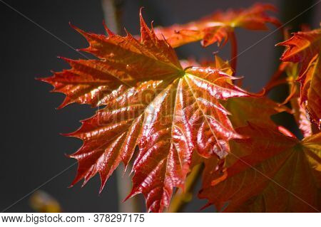 Young Red Maple Leaves Beautiful Landscape Photo