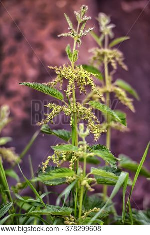 Nettles With Grains In Summer Close Up
