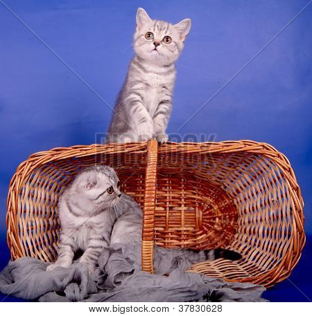 파란색에 스코틀랜드 새끼 고양이