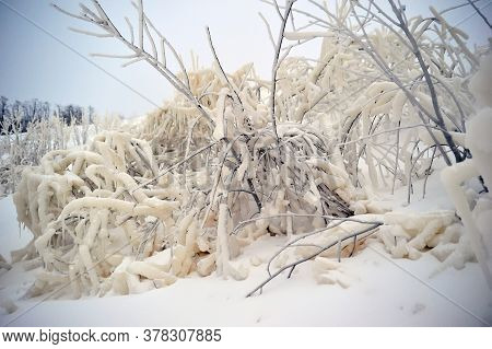 Covered With A Large Layer Of Ice Tree Branches