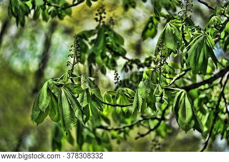 Young Shoots Of Spring Chestnut Beautiful Landscape Photo
