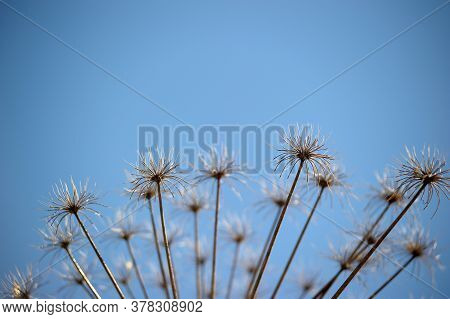 Dry Herb Hogweed