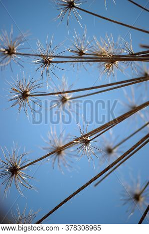 Dry Herb Hogweed