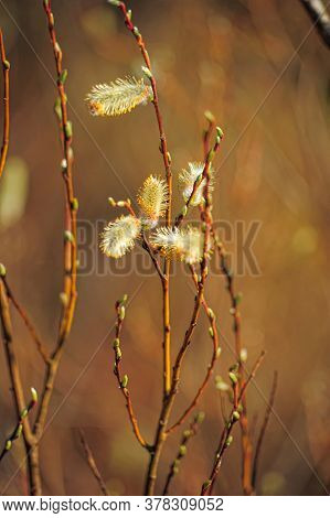 Green Willow Shoots In Spring Close Up Photo