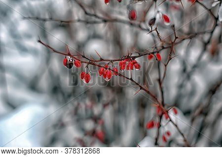 Barberry On A Branch In Winter