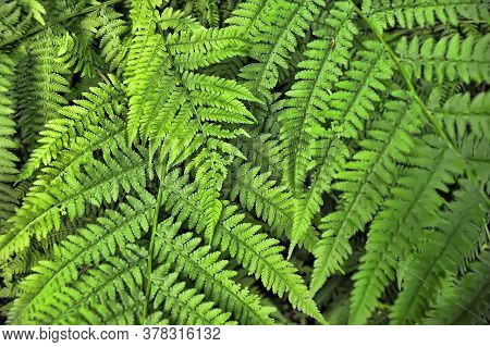 Fern Leaves. Green Fern Plants In Nature Landscape.