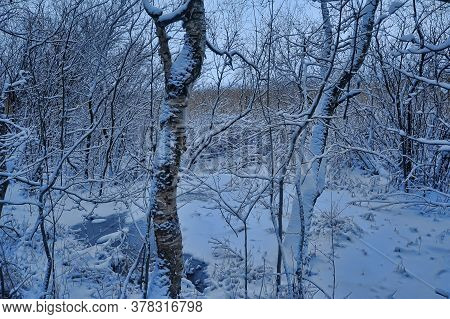 Trees Covered With Snow On The Shore