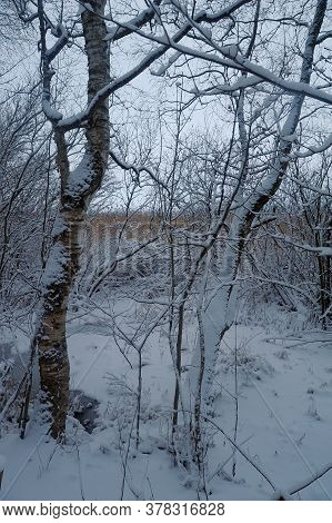 Trees Covered With Snow On The Shore
