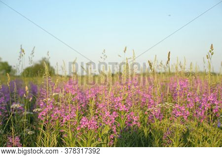 Flowering Of Tea Willow In The Field. Russia,