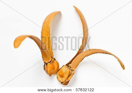 To-bevingede frugter af Dipterocarpus