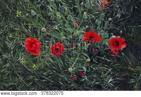 Slany, Czech Republic - 27.05.2020: Scarlet Poppies In The Green Grass