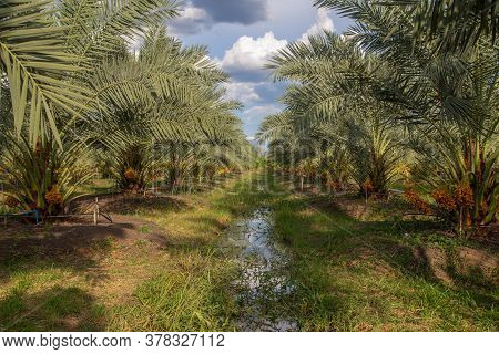 Bunch Of Palm Fruit Garden Thailand. Agriculture Economy / New Season Dates On A Date Palm Tree