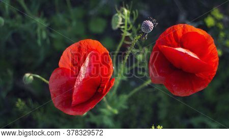 Slany, Czech Republic - 27.05.2020: Scarlet Poppies In The Green Grass