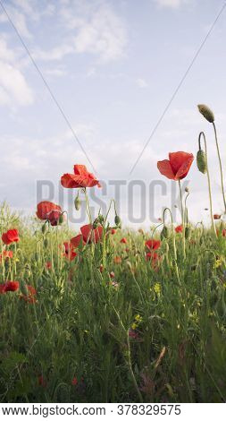 Slany, Czech Republic - 27.05.2020: scarlet poppies in the green grass