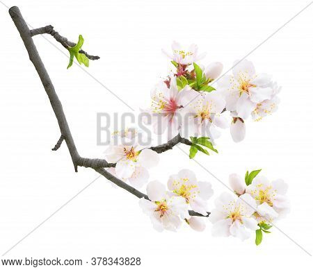 Isolated Blooming Almond. Branch Of Almond Tree In Spring With White Almond Blossoms And Leaves Buds