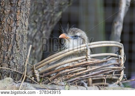 Portrait Of A Seriema Red-billed Bird Sitting On A Nest. The Background Is Nice Bokeh.