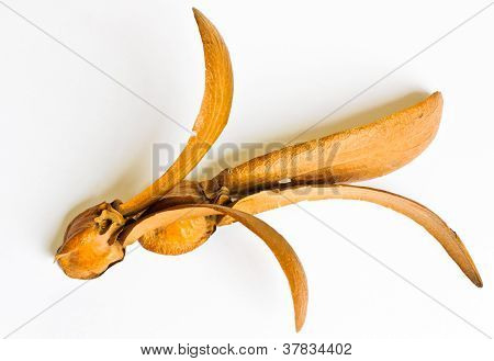To-bevingede frugter af Dipterocarpus