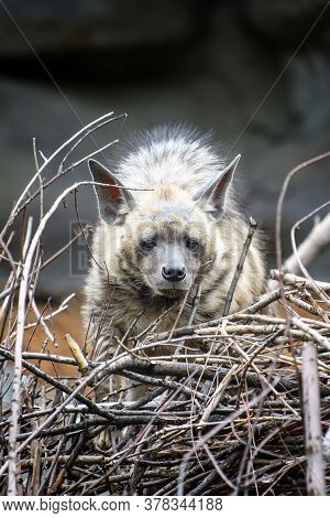 Striped Hyena, Hyaena Hyaena. Animal In The Nature Habitat. Hyena In The Grass