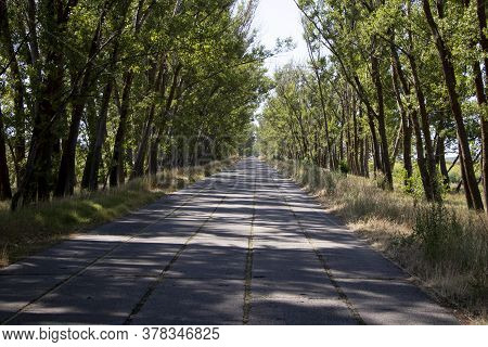 Long Tunnel Of Green Trees, Narrow Road.