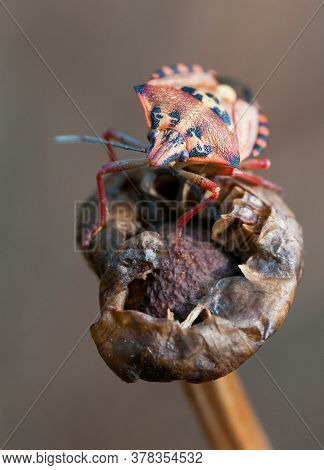 Small Carpocoris Pudicu Insect Bug On The Top Of A Dry Plant