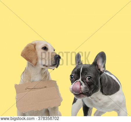 cute labrador retriever dog wearing a homeless board sad next to a french bulldog dog licking nose happy on yellow background
