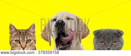 couple of 3 animals consisting of a metis cat, Labrador Retriever dog and Scottish Fold cat are standing next to each other and yawning with tongue out on yellow background