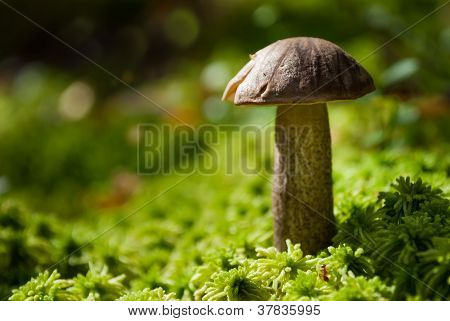 갈색 모자 Boletus, 버섯