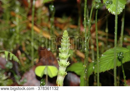 Shoots Of Horsetail In The Spring In The Forest