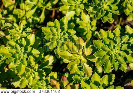 Succulent Plant Green Leaves Background In The Garden.