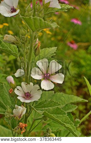 Marsh Mallow - Althaea Officinalis Found On The Coast Of North Somerset