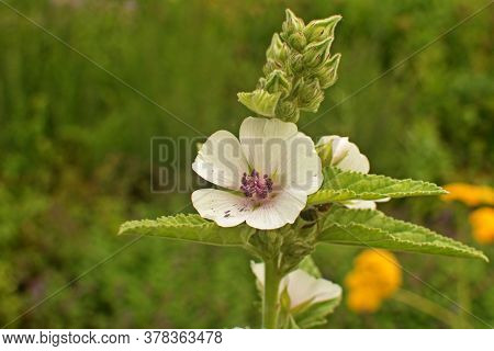Marsh Mallow - Althaea Officinalis Found On The Coast Of North Somerset