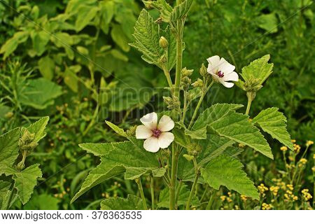 Marsh Mallow - Althaea Officinalis Found On The Coast Of North Somerset