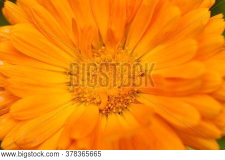 Orange Calendula Flower, Close Up Macro Banner. Calendula Orange Flower, Closeup Macro Shooting Thro