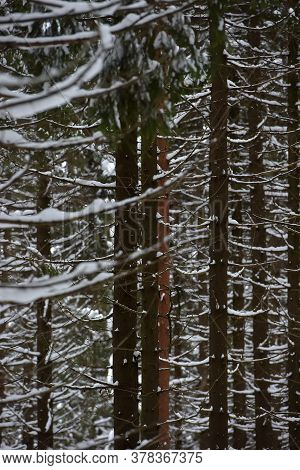 High Pines Of Pine Trees,  With Snow