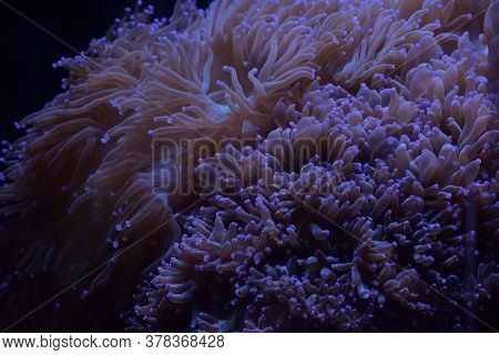 Glowing Algae (seaweed) In Aquarium Close Up