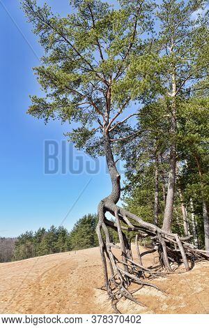 The Roots Of The Pine  Above The Sand