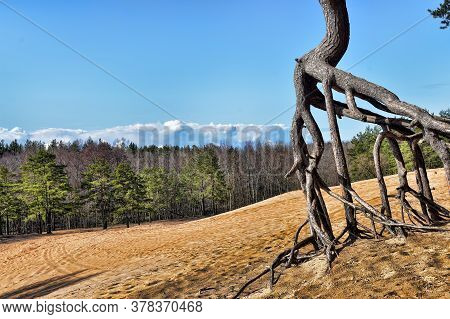 The Roots Of The Pine  Above The Sand
