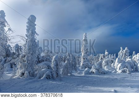 Majestic Winter Trees