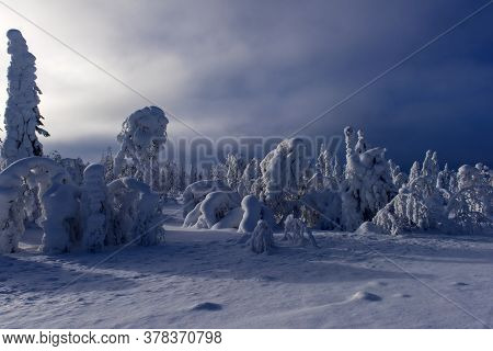 Majestic Winter Trees