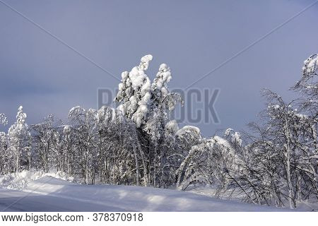 Majestic Winter Trees