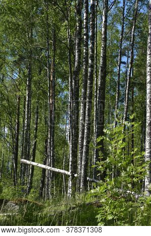 A Birch Grove In The Summer And A Fallen Tree