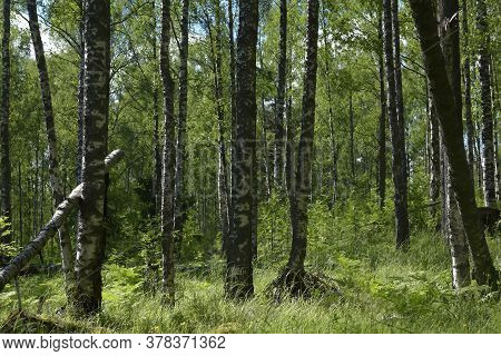A Birch Grove In The Summer And A Fallen Tree