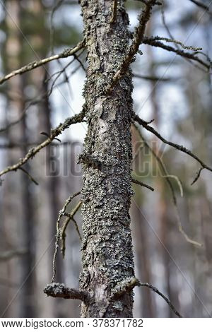 Trunk Of Pine Covered With Moss